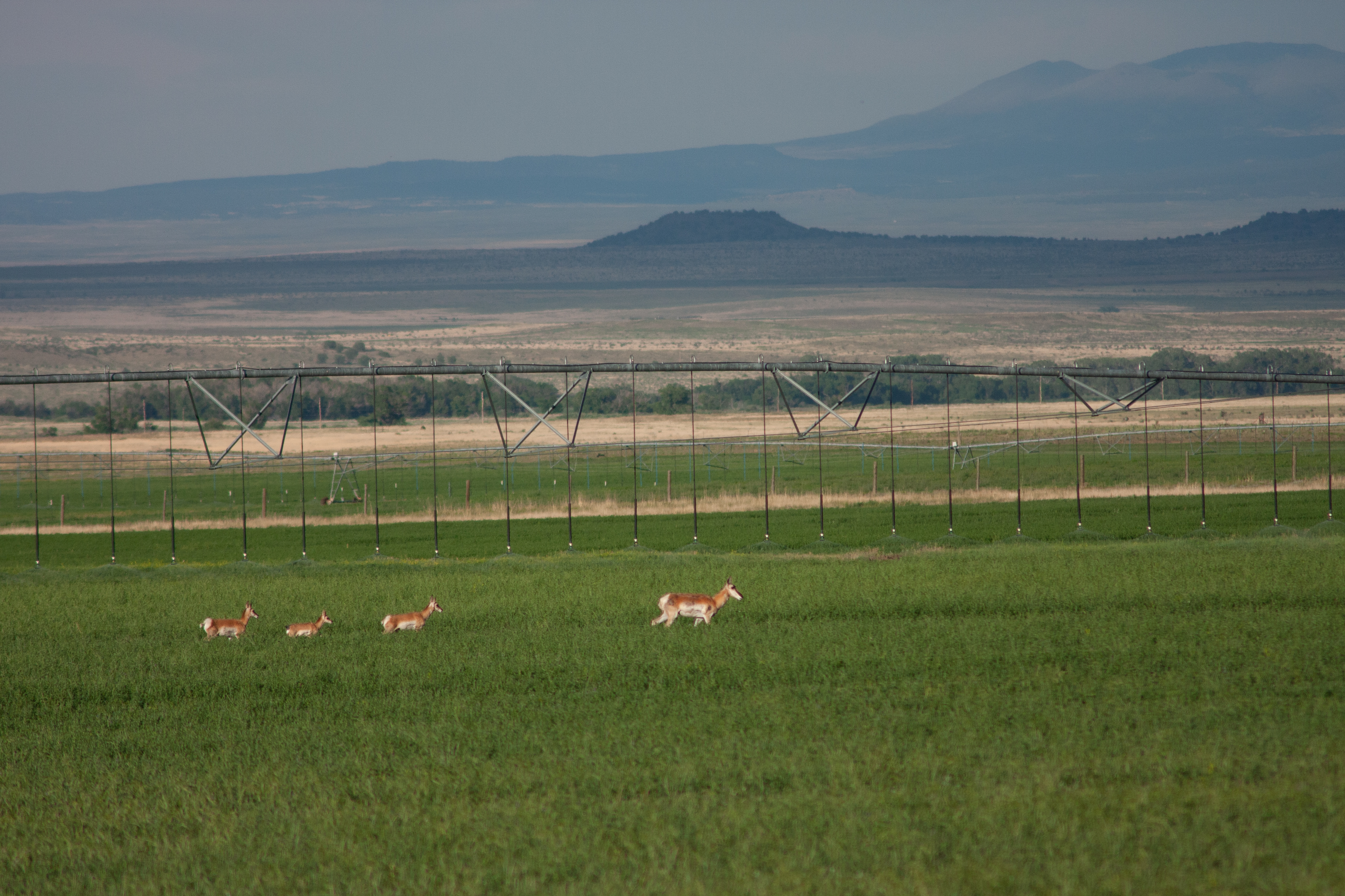 Jessica Friedman Pronghorn