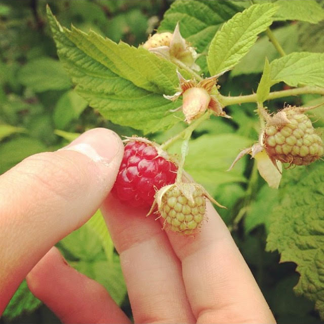 Fingers about to grab a fresh raspberry