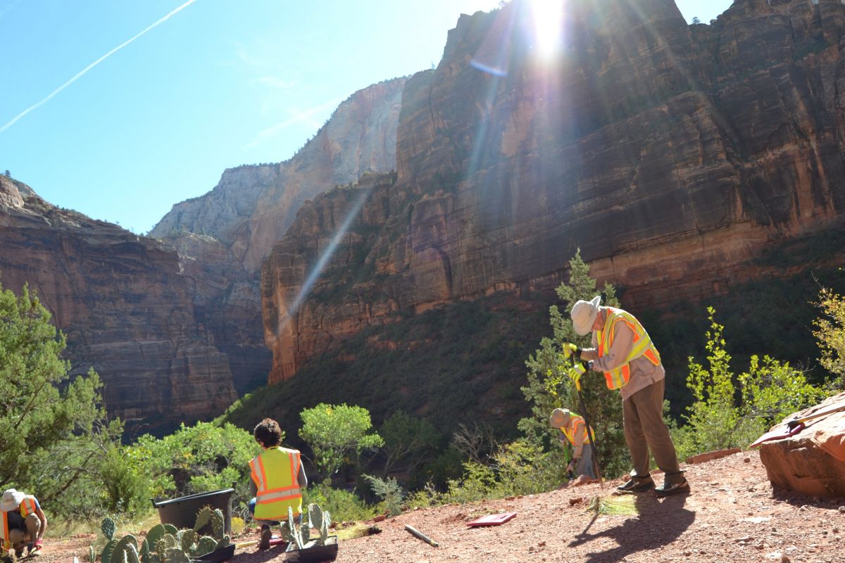 Zion-cactus-planting