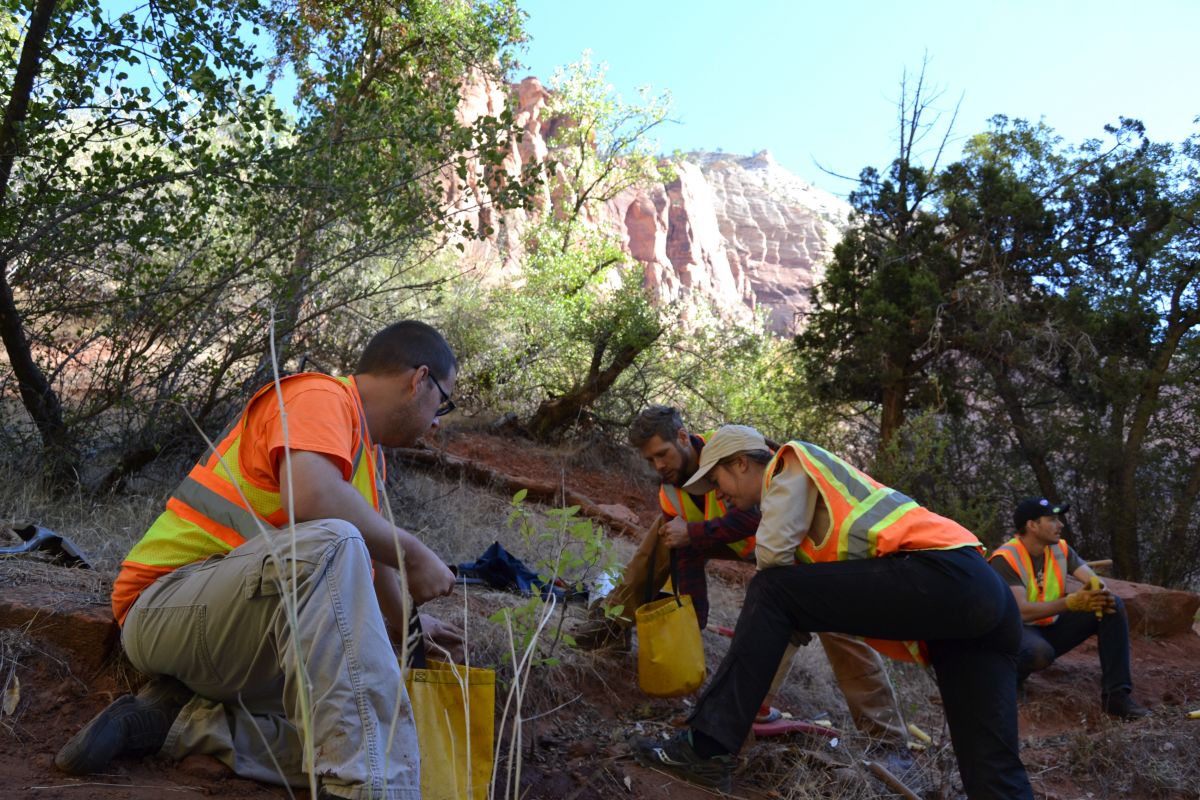 Zion-tree-planting