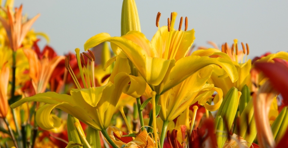 Two yellow lilies bloom in a field of flowers